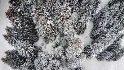 白雪皑皑的青松